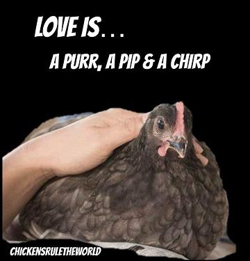 Love is chickens