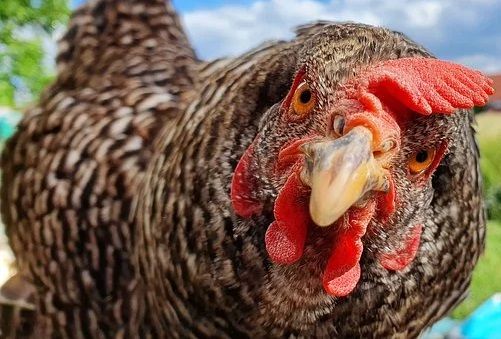 What Are The Perfect Chicken Breeds For Beginners?