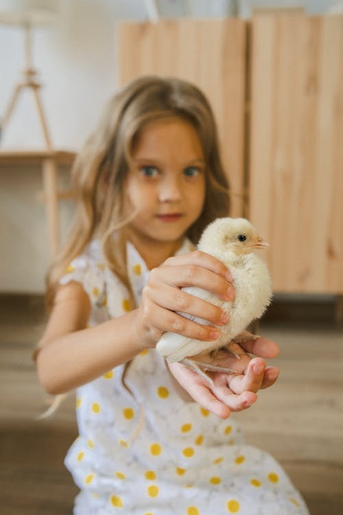 Pink Chicken Kit Dress