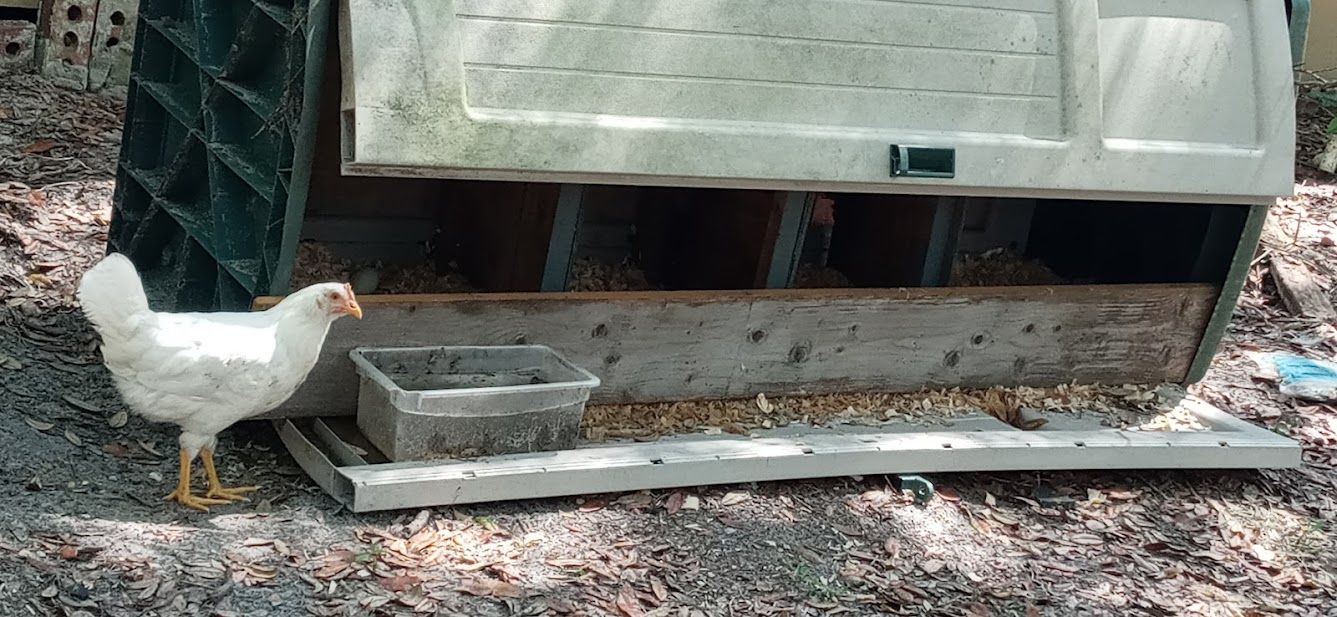 Best Chicken Nesting Boxes Ideas
