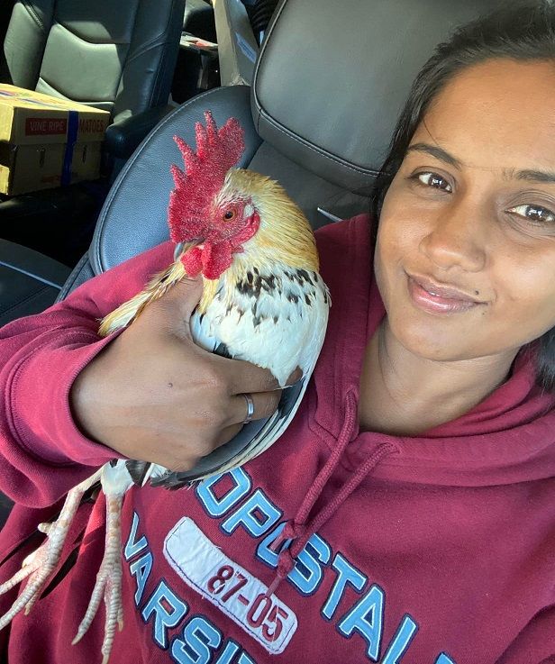 Chicken & Rooster Design Hoodies For The Whole Family