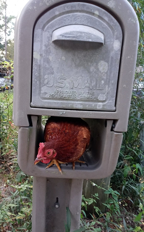 Magnetic Chicken Mail Box Design Covers Wraps Toppers