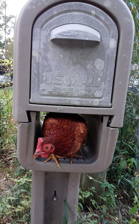 Refrigerator Magnets With Chicken & Rooster Designs