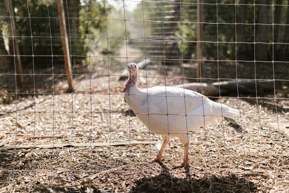 Portable Electric Poultry Pet Garden Netting