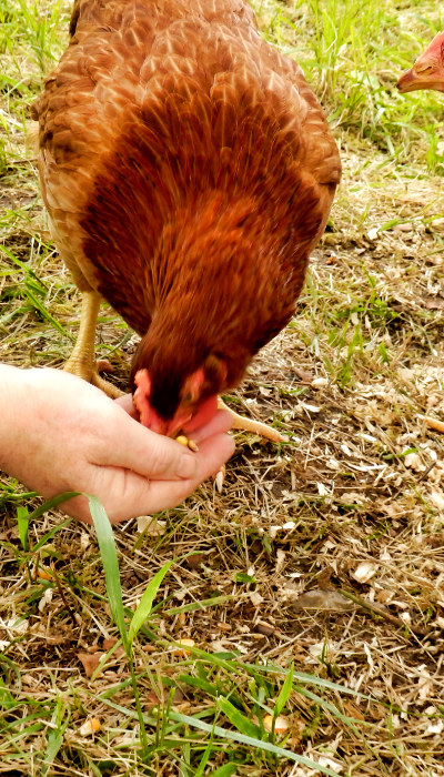 What Foods Should Chickens  Avoid